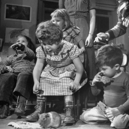 ralph-morse-while-playing-with-a-pet-guinea-pig-ellen-itzkowitz-is-learning-about-animals