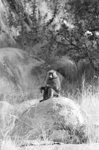 baboon-sitting