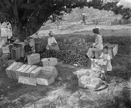 Guy Half 68 Apple Packing