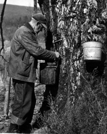 Gathering+maple+syrup