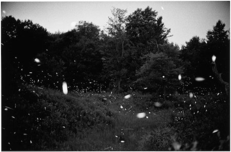 wavehillfireflies