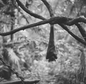 gothic-bats-bats-22141074-500-493