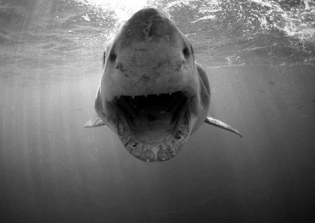 black-and-white-ocean-sea-shark-favim_com-254874