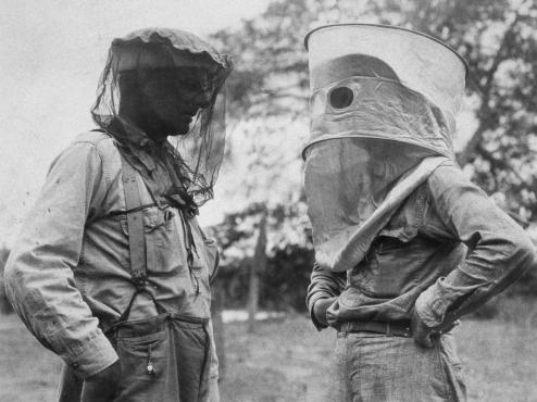 01-mosquito-day-archive.ngsversion.1471519802034.adapt.1900.1