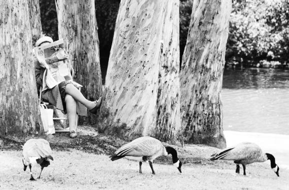 sfw_feeding_goose_par143602