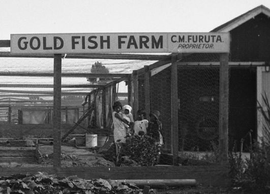 Wintersburg - Furuta goldfish farm