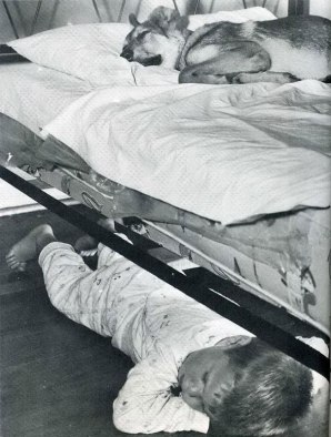 dog-sleeping-bed-funny-animal-photos-18__605